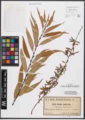 Salix babylonica L. x Salix fragilis L.